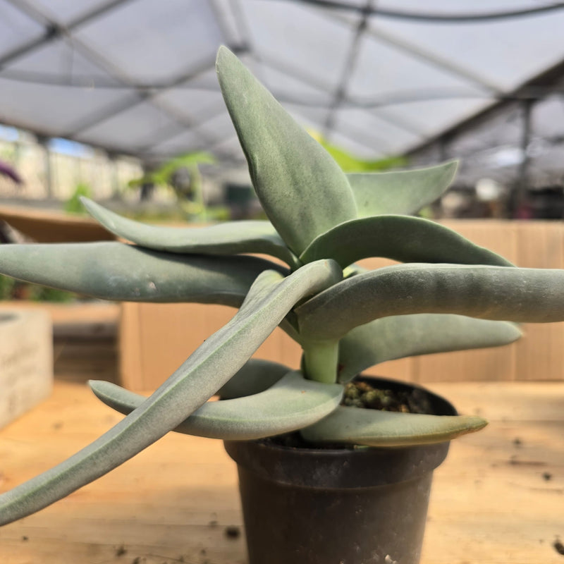 Kalanchoe thyrsiflora