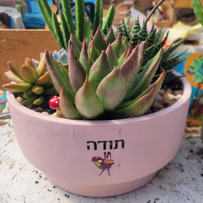 עציצים עם הקדשה