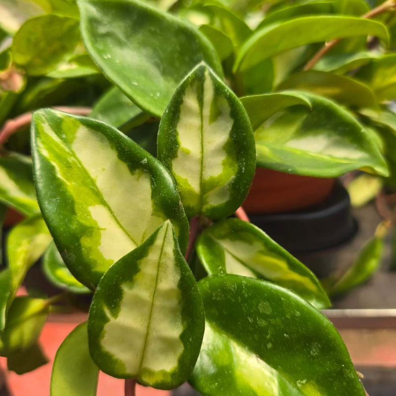 HOYA-three colors