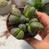 Pleiospilos nelii - מושבה סוקולנטים