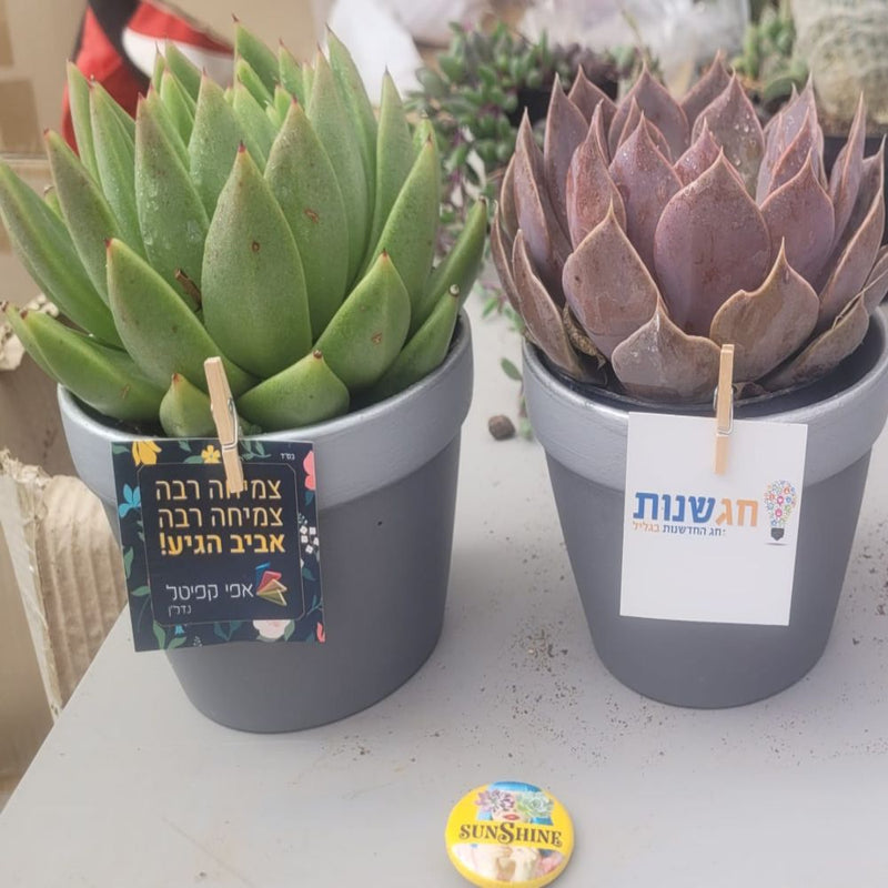עציץ ממותג- תגית
