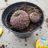 Sulcorebutia rauschii- זן נדיר