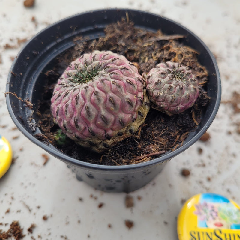 Sulcorebutia rauschii- זן נדיר
