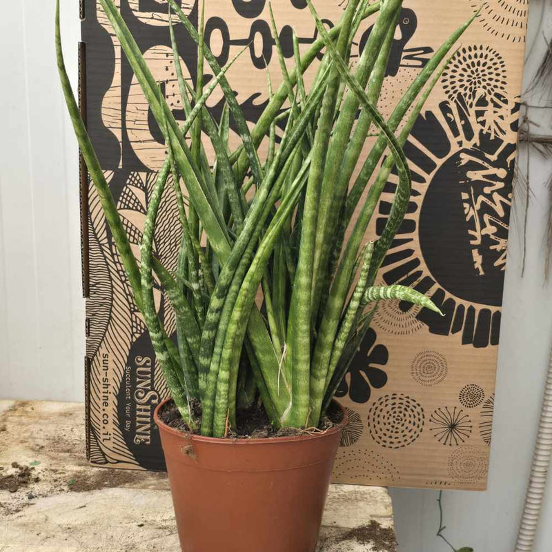 Sunsevieria קירקי XL
