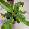 צמח טורף נדיר Nepenthes