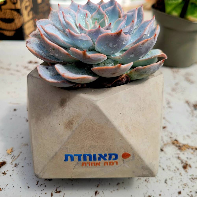 מתנות ממותגות