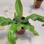 צמח טורף נדיר Nepenthes