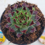 Sempervivum Cauasicum -זו נדיר