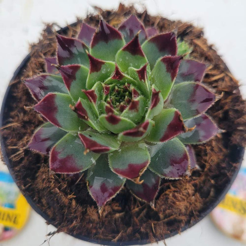 Sempervivum Cauasicum -זו נדיר