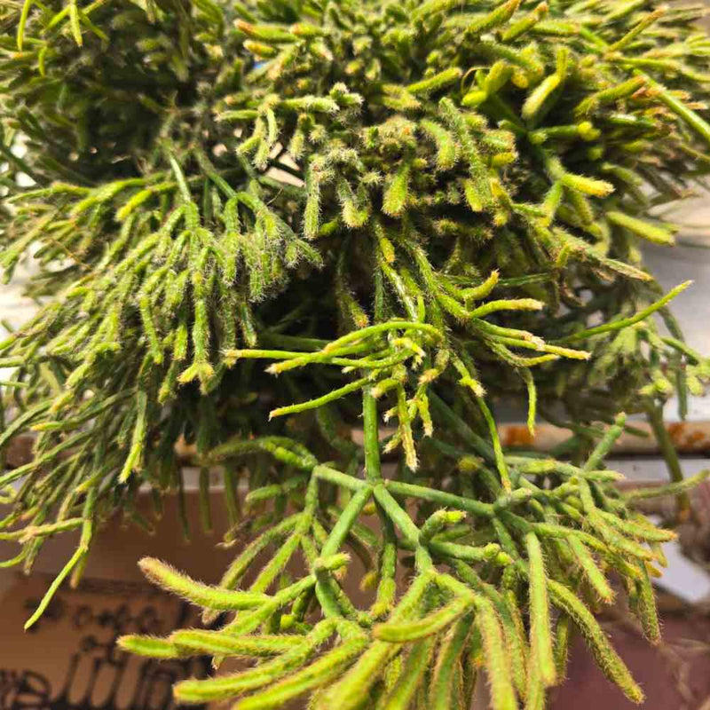 Rhipsalis