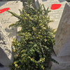 Portulacaria- עץ הכסף