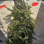 Portulacaria- עץ הכסף