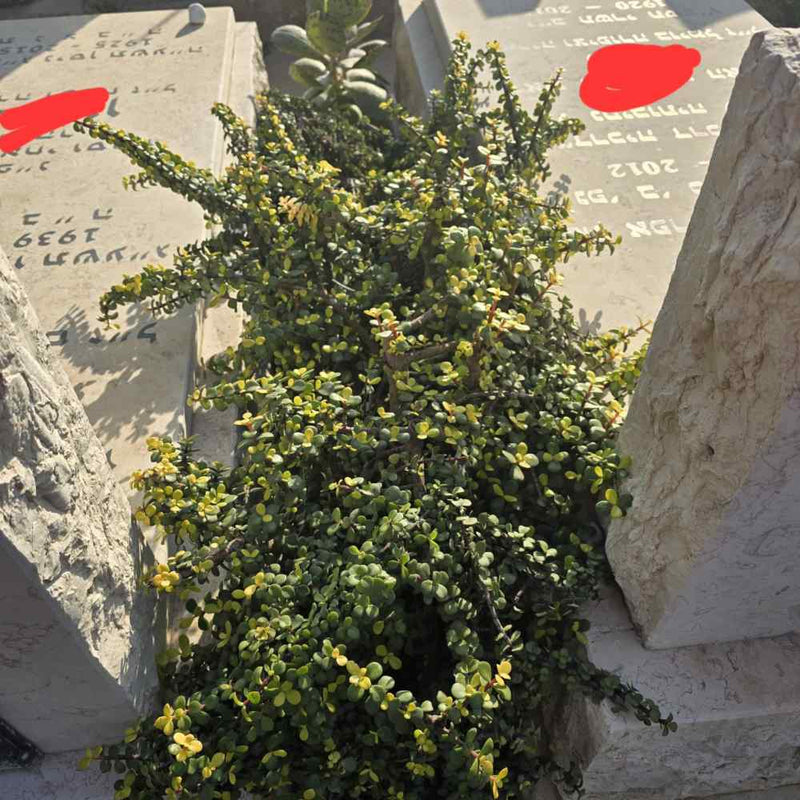 Portulacaria- עץ הכסף