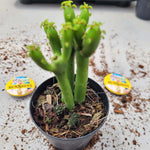 Euphorbia Leucodendron Cristata