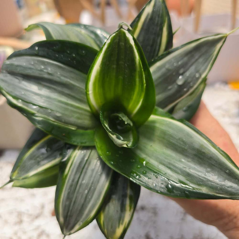 Sunsevieria הני דימונד סוקולנטים