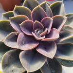 Echeveria 'Purple Pearl'- גודל נדיר