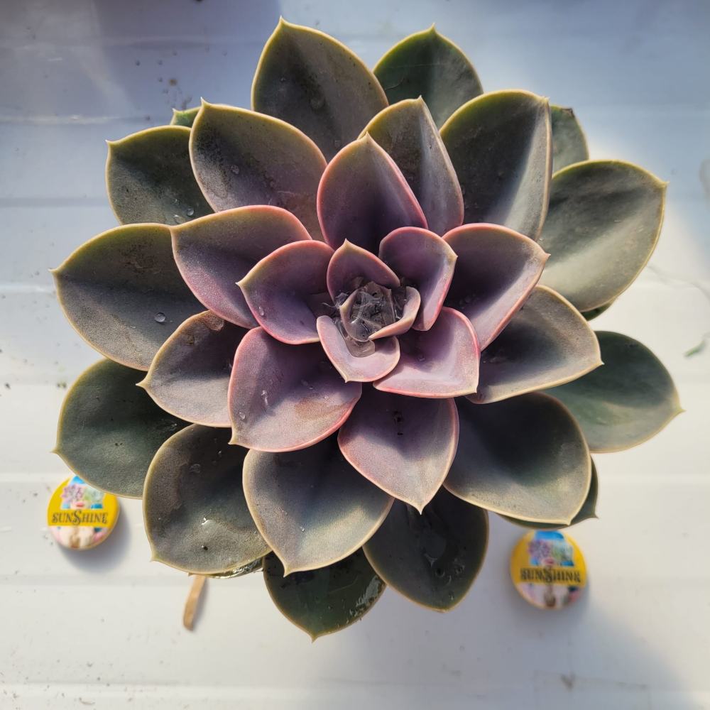 Echeveria 'Purple Pearl'- גודל נדיר