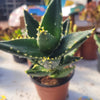 Haworthia-נדיר