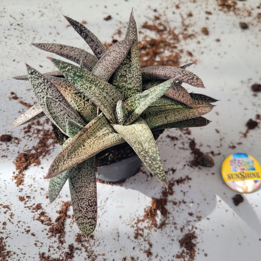 Gasteria Kouge Dam- זן נדיר