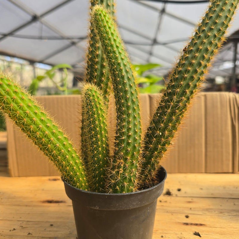 Cereus peruvianus