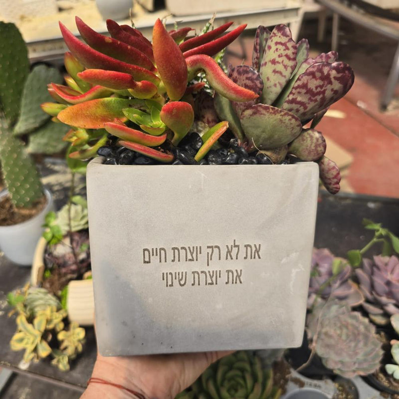 עציצים עם חריטה אישית -מגוון כלים צורות וצבעים