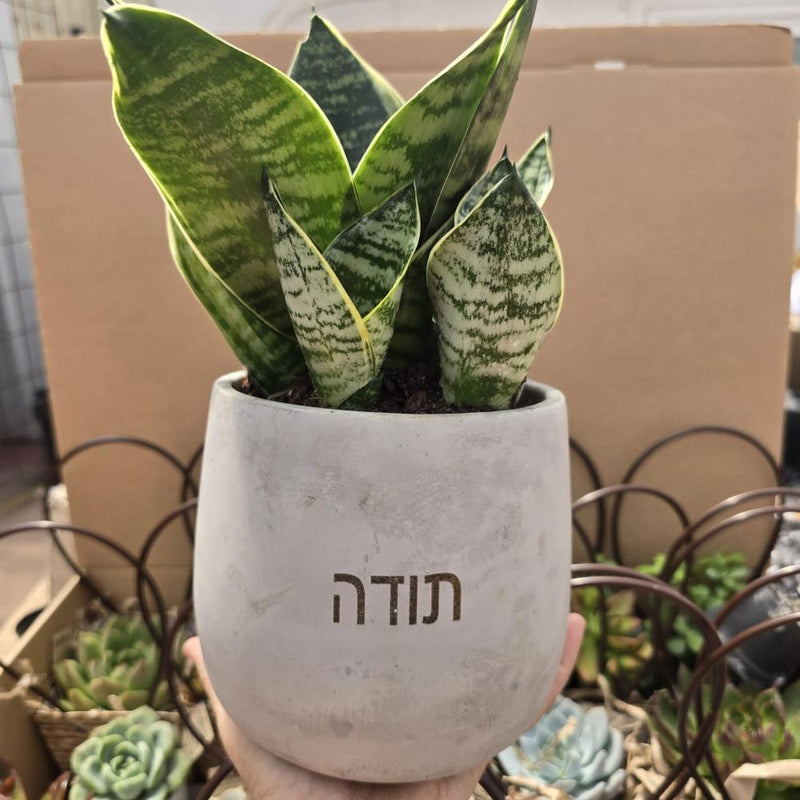 עציצים עם חריטה אישית -מגוון כלים צורות וצבעים