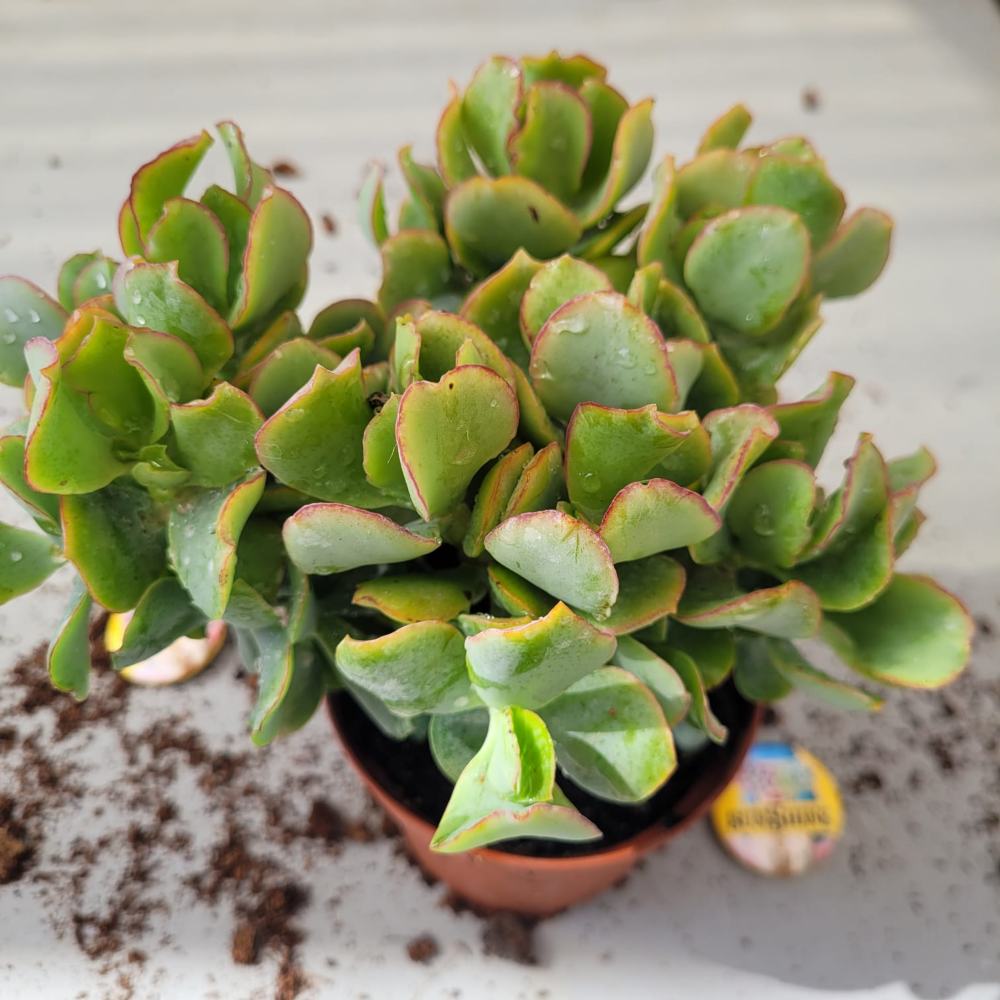 Crassula Curly Gray