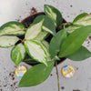 HOYA סוקולנטים
