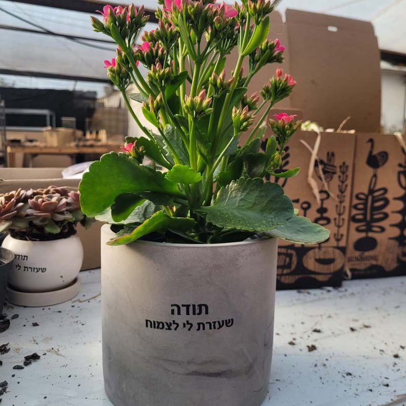 עציצים עם הקדשה