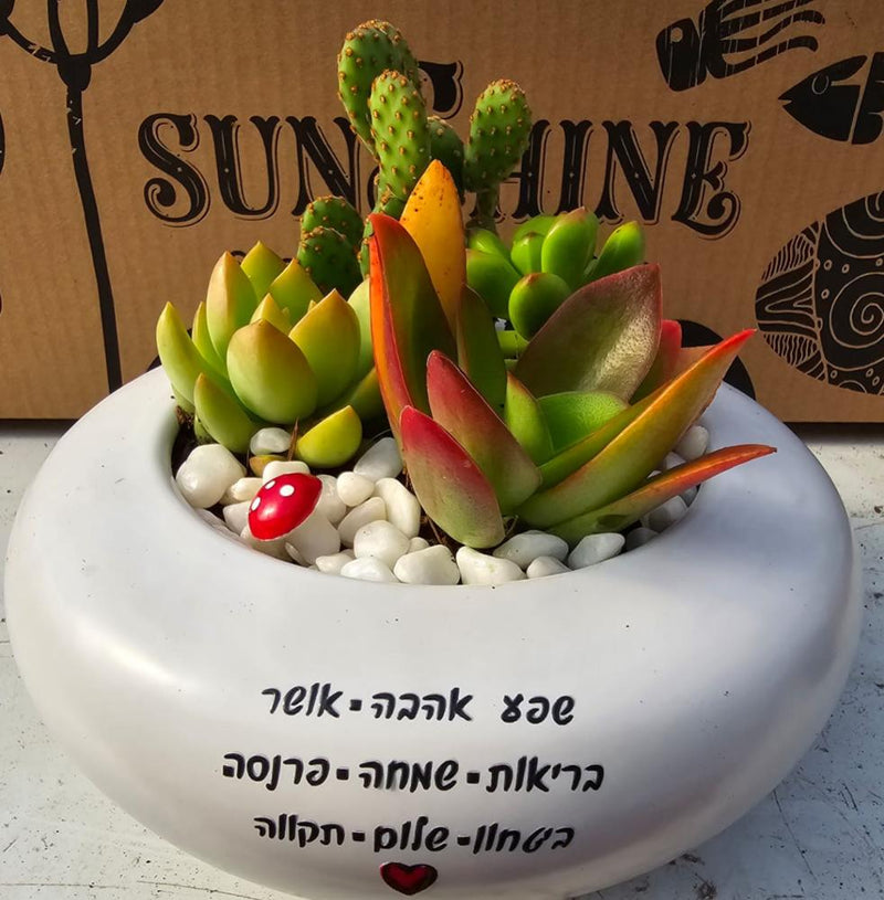 עציצים עם הקדשה
