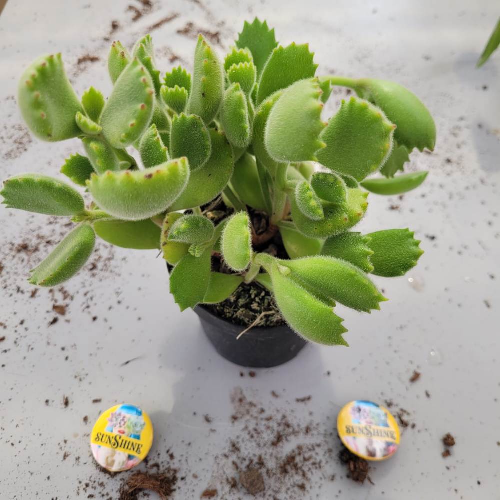 Cotyledon Ladysmithiensis-Bear's Paw