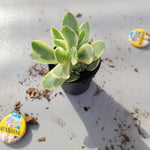 Crassula Swaziensis Variegata