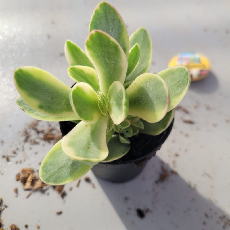 Crassula Swaziensis Variegata