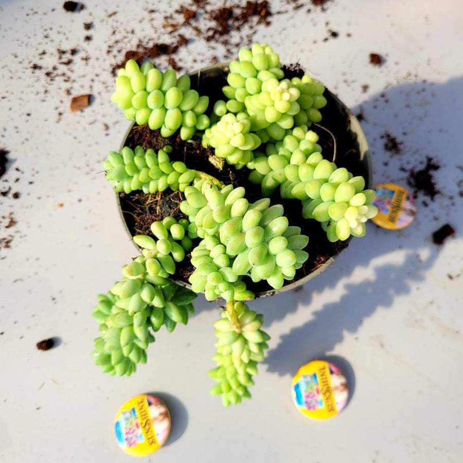 Sedum Morganianum - Burrito