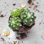 Echinopsis subdenudata 'Fuzzy Navel' קקטוס