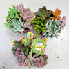 Succulent Gardens