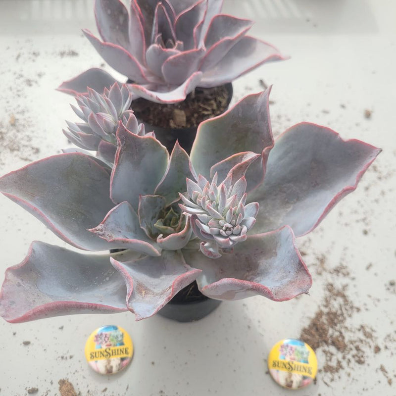 Echeveria Afterglow