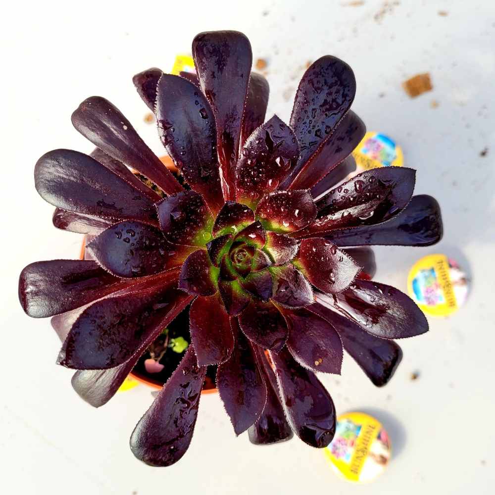 Aeonium Arboreum 'Black Rose'