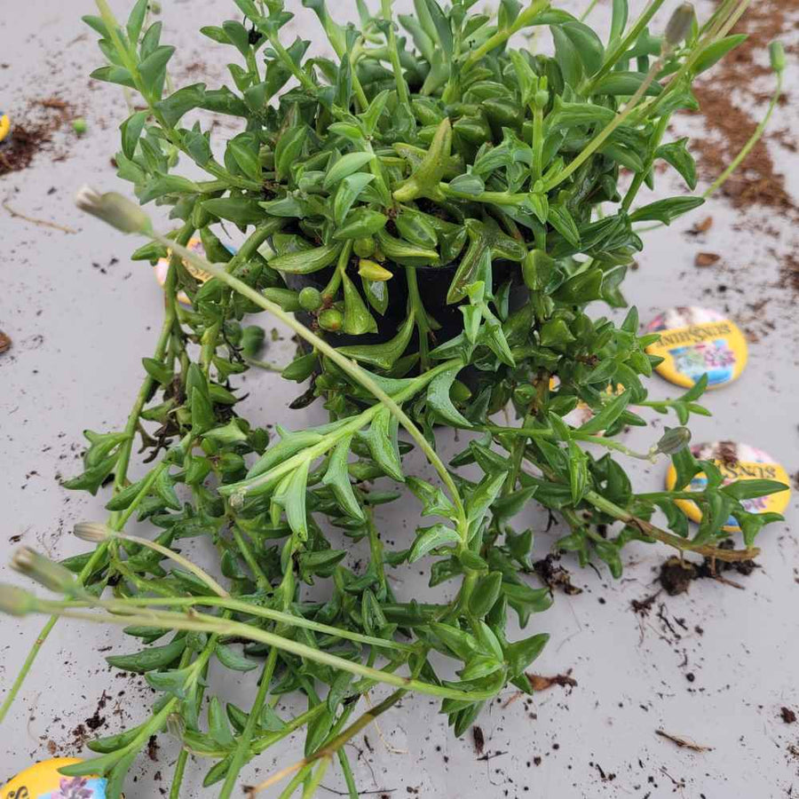 Senecio peregrinus - String of Dolphins