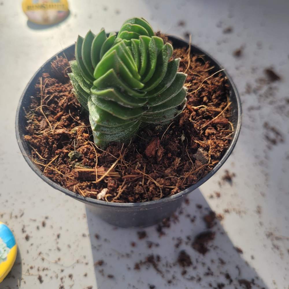 מקדש Crassula pyramidalis 'בודהה'