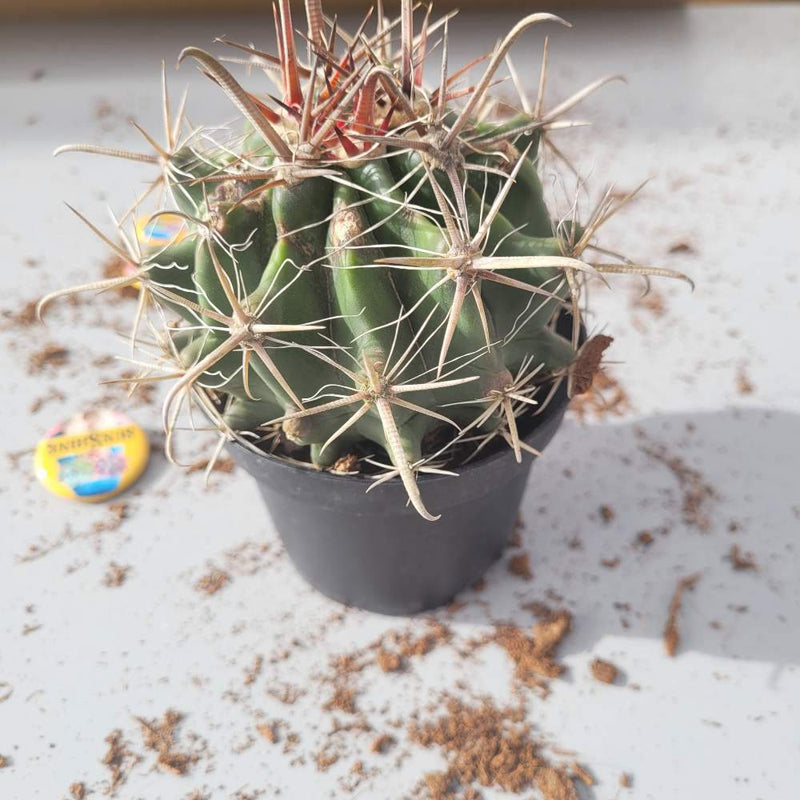 כיסא חותנת - Echinocactus grusonii קקטוסים קקטוסים 