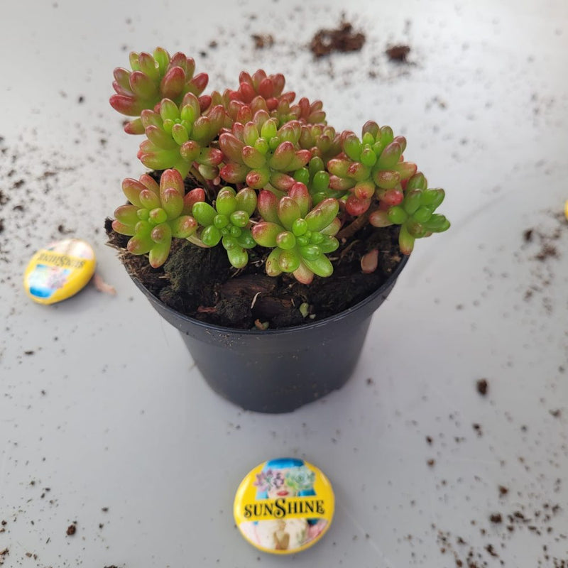 Sedum Rubrotinctum "Jelly Bean"