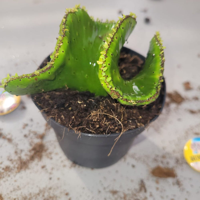 Euphorbia Leucodendron