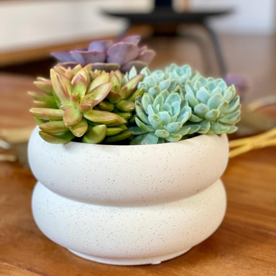 Elizabeth סוקולנטים