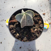 Astrophytum Myriostigma