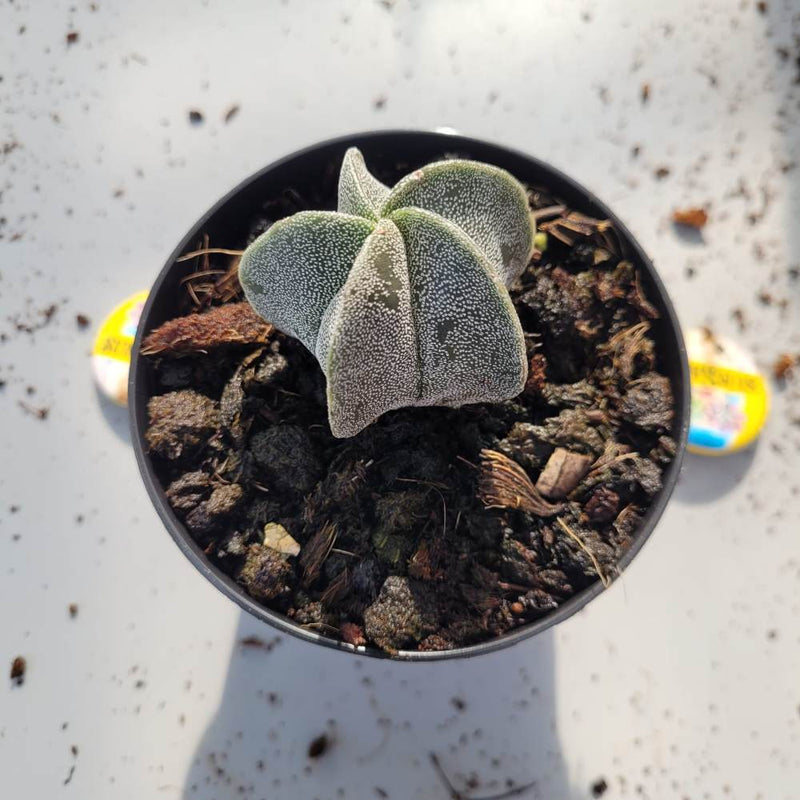 Astrophytum Myriostigma