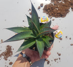 Agave Zulu