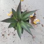 Agave Zulu