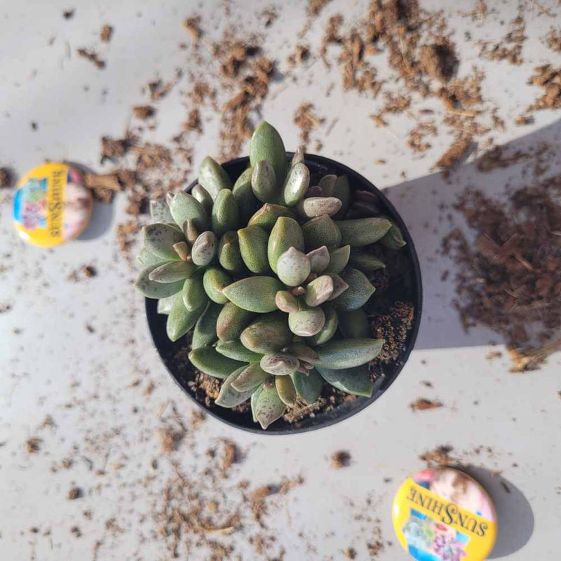 Adromischus Filicaulis