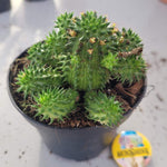Euphorbia Sussannze